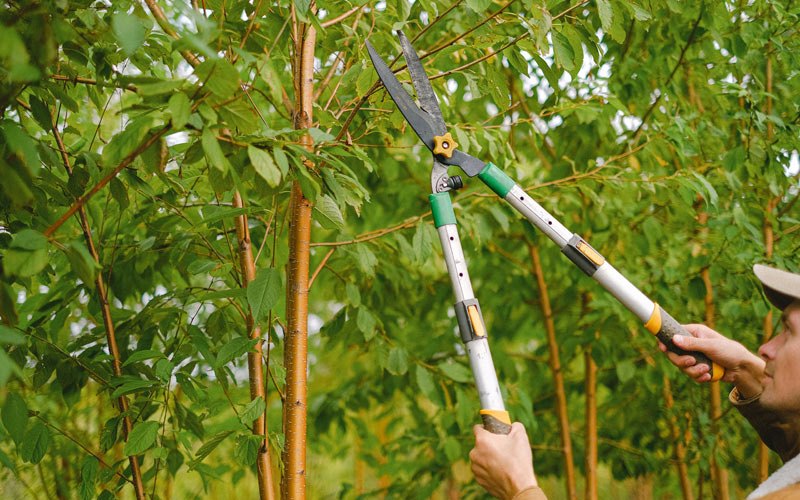 Tree trimming in Sand Fork, WV