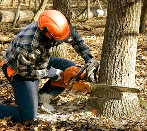 Tree Removal in Sand Fork, WV